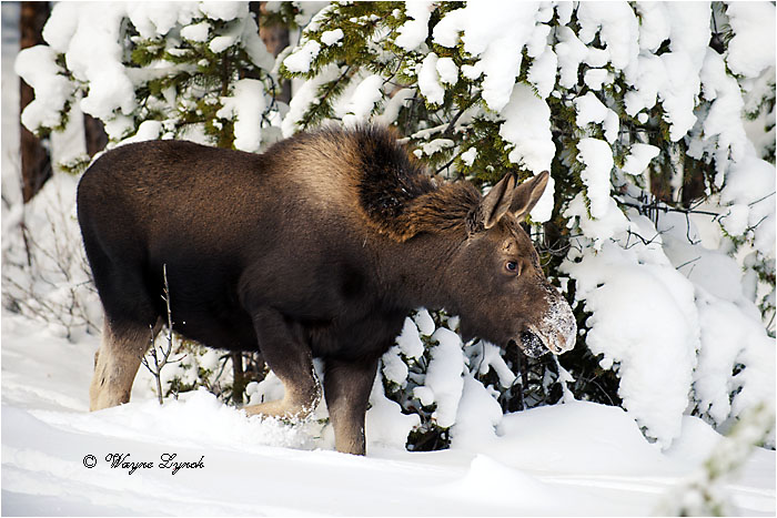 7 month old Moose Calf 123 by Dr. Wayne Lynch &copy;
